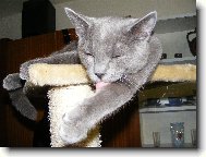 British Shorthair \(Cat\)