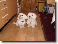 Maltese