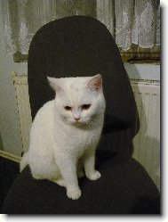 British Shorthair \(Cat\)