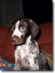 Deutscher Kurzhaariger Vorstehhund