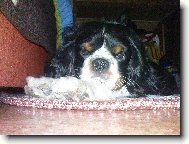 Cavalier King Charles Spaniel