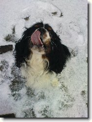 Cavalier King Charles Spaniel