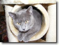 British Shorthair \(Cat\)