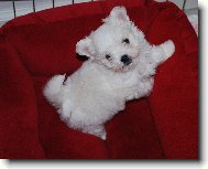 Maltese