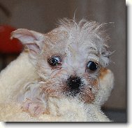 Maltese