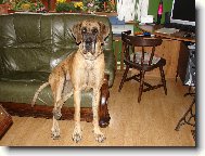 Nmeck doga