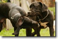 Nmeck doga