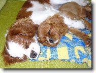 Cavalier King Charles Spaniel