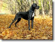 Nmeck doga