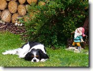 Cavalier King Charles Spaniel