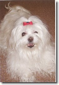 Maltese