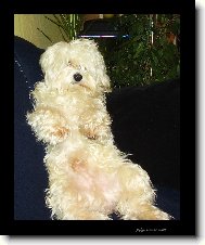Maltese