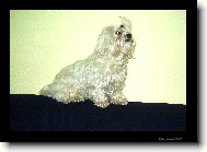 Maltese
