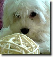 Maltese