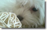 Maltese