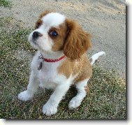 Cavalier King Charles Spaniel