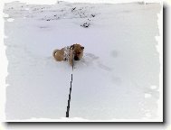 Shar-Pei