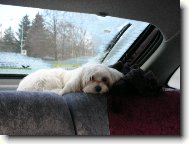 Maltese