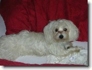 Maltese