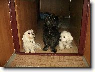 Maltese
