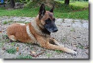 Chien de Berger Belge - Malinois