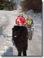 Novofundlandsk pes