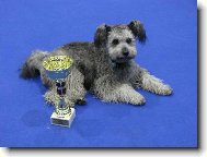 Pumi