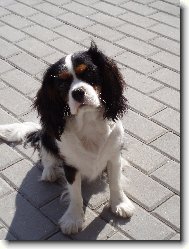 Cavalier King Charles Spaniel