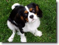 Cavalier King Charles Spaniel