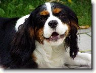 Cavalier King Charles Spaniel