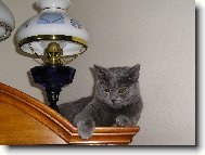 British Shorthair \(Cat\)