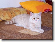 British Shorthair \(Cat\)