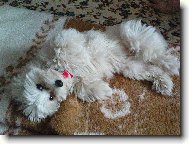 Maltese