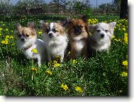 Chihuahua
