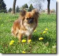 Chihuahua