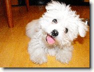 Maltese