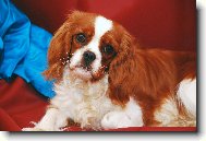 Cavalier King Charles Spaniel