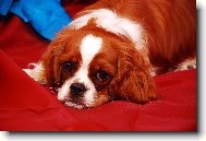 Cavalier King Charles Spaniel