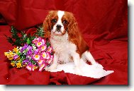 Cavalier King Charles Spaniel