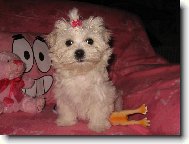 Maltese