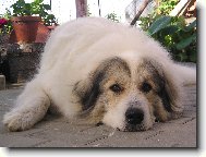 Pyrenejsk horsk pes