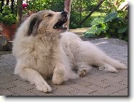 Pyrenejsk horsk pes