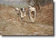 Old English Sheepdog