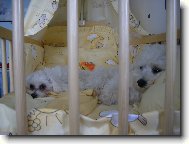 Maltese