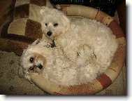 Maltese