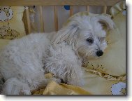 Maltese