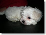 Maltese
