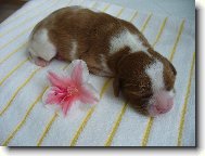 Cavalier King Charles Spaniel