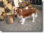 Cavalier King Charles Spaniel