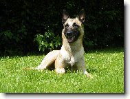 Chien de Berger Belge - Malinois